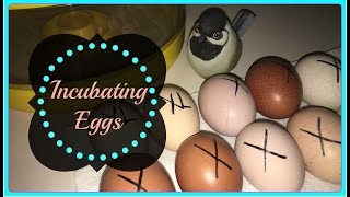 How To Incubate Chicken Eggs~