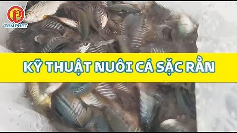 KỸ THUẬT NUÔI CÁ SẶC RẰN - KỲ 1: THẢ GIỐNG