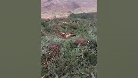 Restoring Hardknott Forest: Guardian Forestry at work