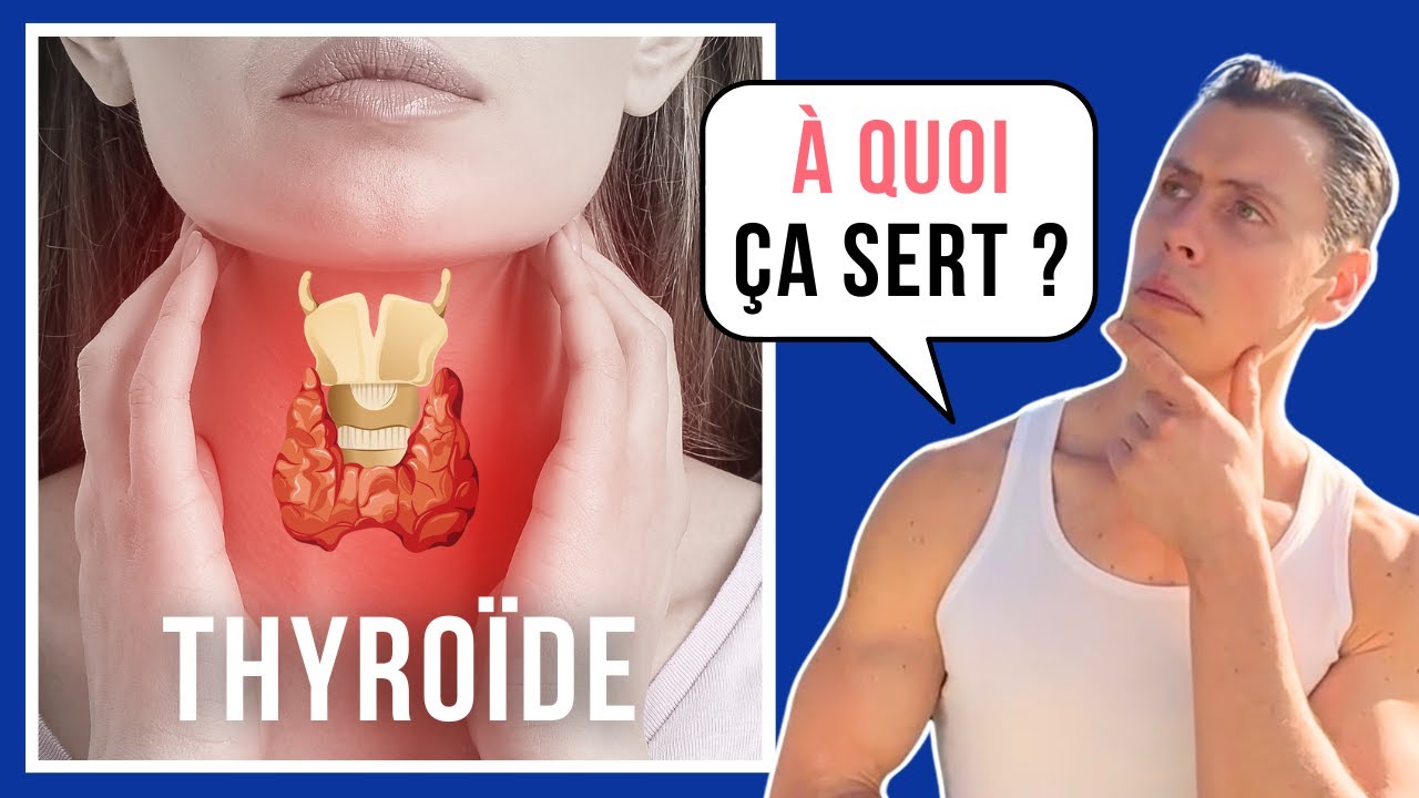 Tout savoir sur la thyroïde - système endocrinien 02