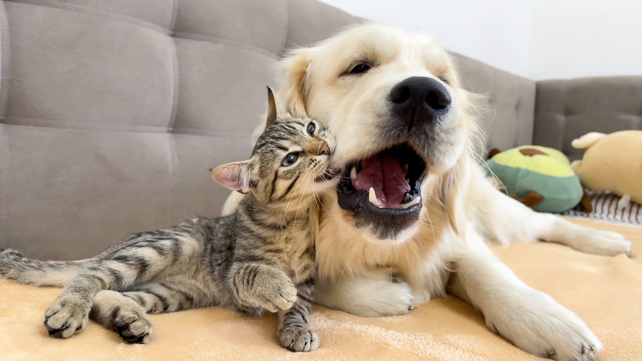 Poor Golden Retriever Attacked by Playful Kitten