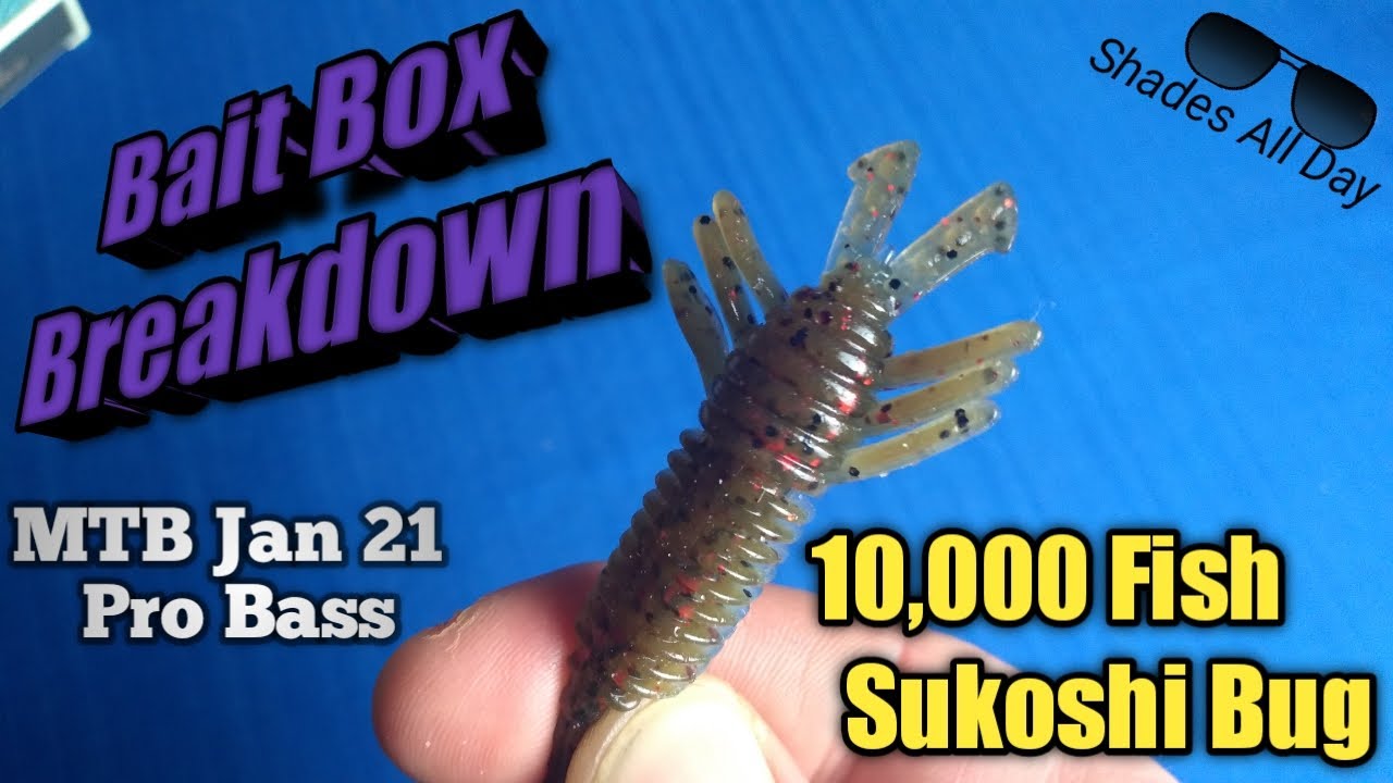 Bait Box Breakdown: Sukoshi Bug - MTB Jan21 Tank Footage included 