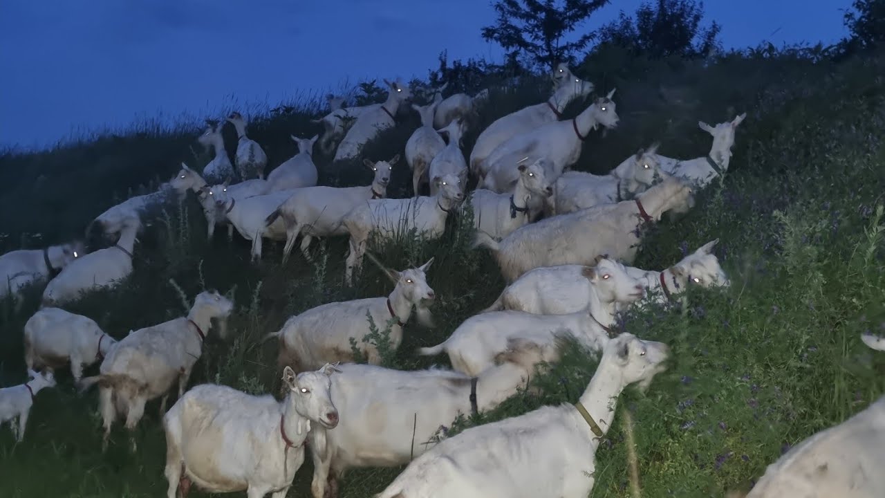 Atenție  ! Nu creșteți capre....