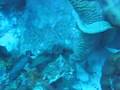 Moray Eels eating a Grouper in Bonaire