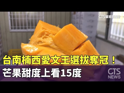 台南楠西「愛文王」選拔奪冠！ 芒果甜度上看15度｜華視新聞 20230705