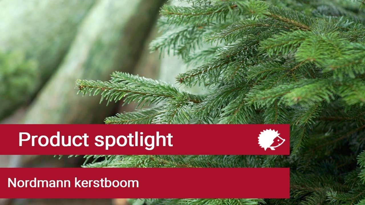 Kerstboom Spotlight: Nordmann kerstboom