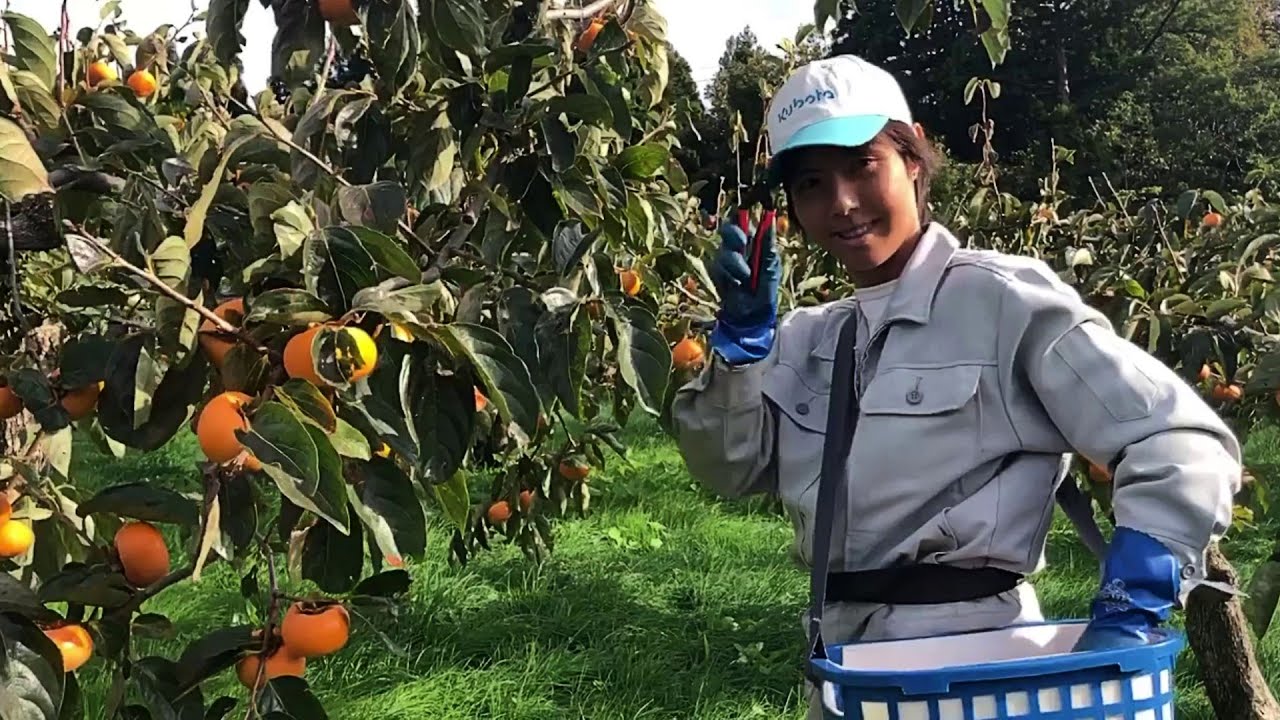 Kaki: The Miracle Japanese Persimmon Farm Harvesting - YouTube