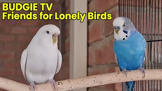 Budgie TV - Get your Bird Talking with Budgie Sounds and Action.