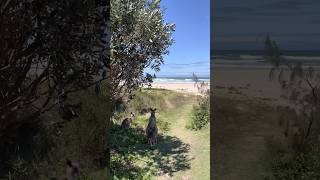 Australia-NSW | Lake Arragan and Red Cliff