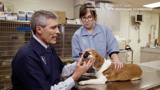 Basic Eye Examination of Dogs by Dr. Phil Pickett