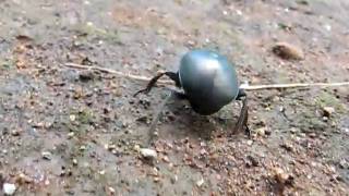 Closeup Flyover Of Cute Dung Beetle