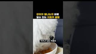 말 못하는 강아지 열 날때 알아주는 꿀팁!