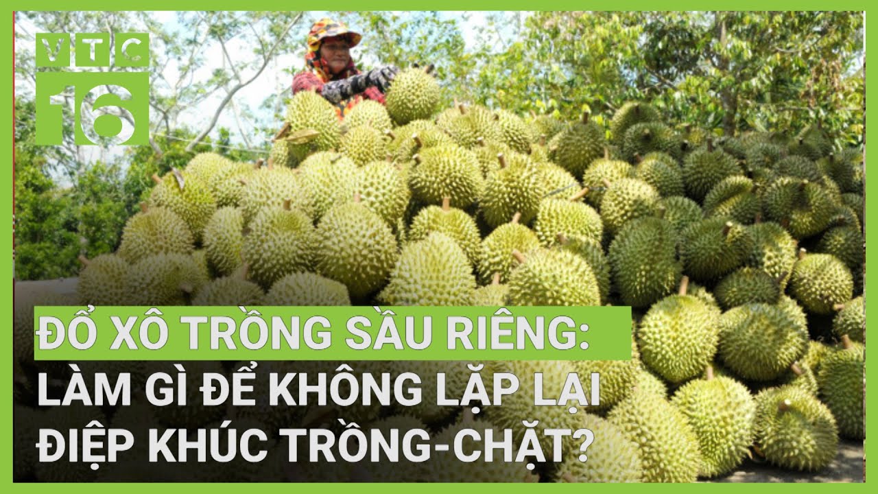 Đổ xô trồng sầu riêng: Làm gì để không lặp lại điệp khúc trồng-chặt? | VTC16