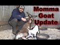 Momma Goat Update! Can She Walk Yet?