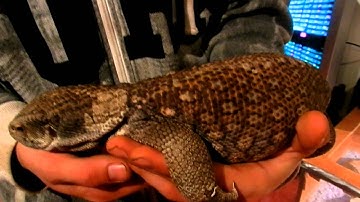 Dog Tame Savannah Monitor Handling And Taming Tips In Description! 1080p HD