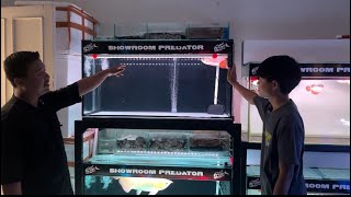 TERUPDATE !!!!! Ikan Tankmate dan Predator di Showroom Predator  JANGAN SAMPE KEHABISAN GUYS