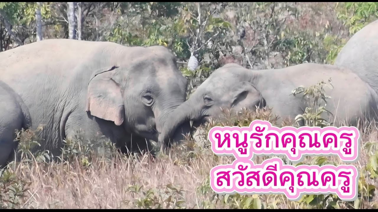 วันครู (อยากชวนคุณครูไปดูช้างป่าเขาใหญ่)