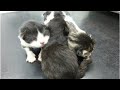 Newborn Kittens Rescued From a Utility Pipe