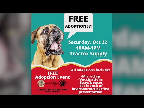Videó: Kérlek oszd meg! Különleges ingyenes fogadás rendezvény a Lawrence megyei állatvédelemből megmentett kutyák számára
