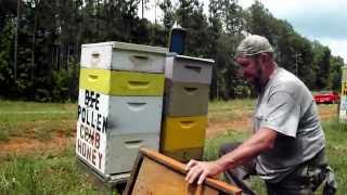 BEEPOLLEN TRAP BEEHIVE Basics Bee Pollen Trapping Honeybee Beekeeping Beekeeper John Pluta Video GA.