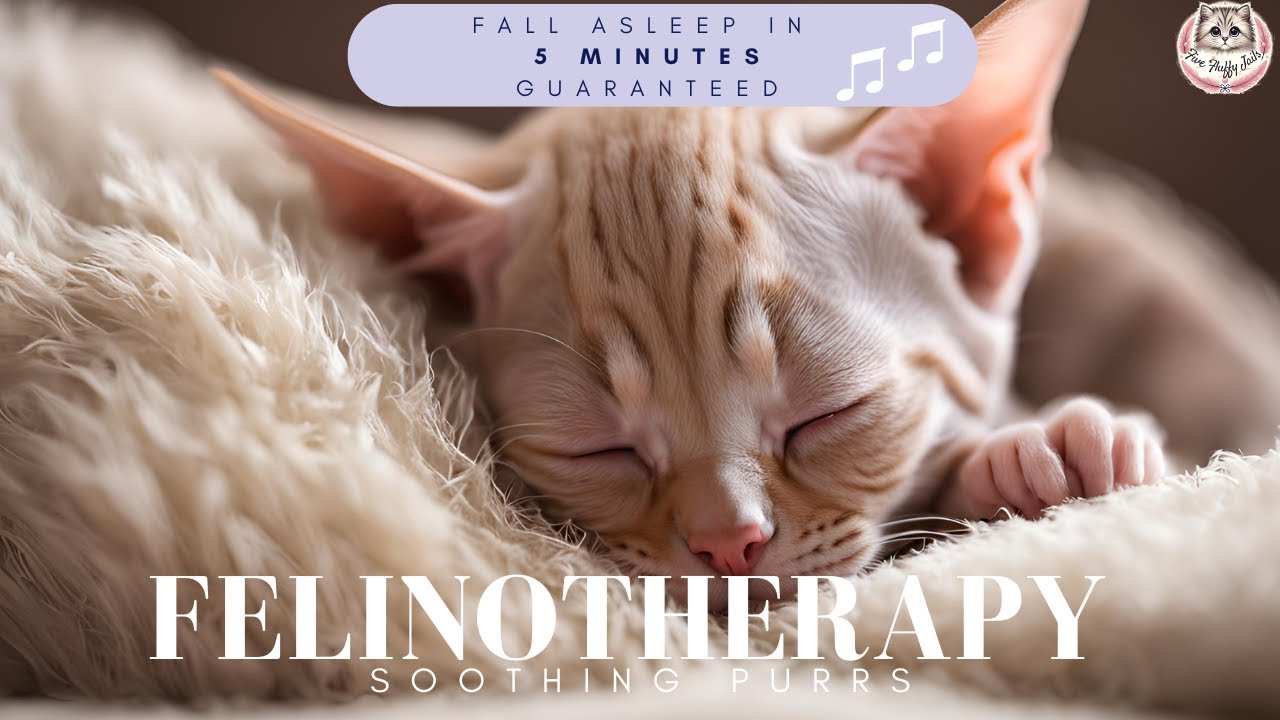 Picture of Relaxing with Your Cat: Purring Sounds to Calm Your Day - YouTube