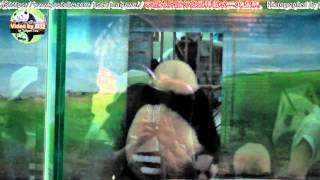 2015016圓仔小學堂每天都開課 The Giant Panda Yuan Zai