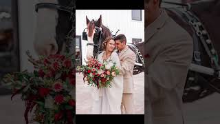 YUKON, YOU WILL BE POPULAR?horse & carriage photos | carriage package for weddings popular short