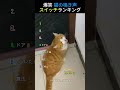 爆笑 猫の鳴き声スイッチランキング😹TOP7