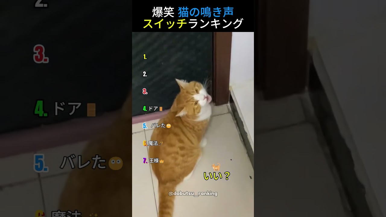爆笑 猫の鳴き声スイッチランキング😹TOP7