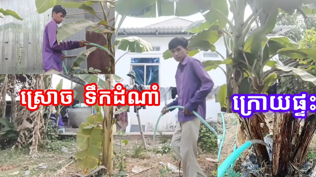 ស្រោចទឹកដំណាំ នៅក្រោយផ្ទះ