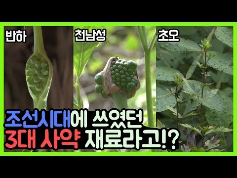 [숏클립] <strong>조선시대에</strong> 쓰였던 3대 사약 재료!?