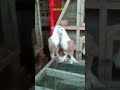 Good quality birds kabootar best