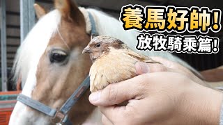 【從零開始養】馬(下集)－狗大膽挑釁馬!!放牧騎乘篇【許伯簡芝 ... 