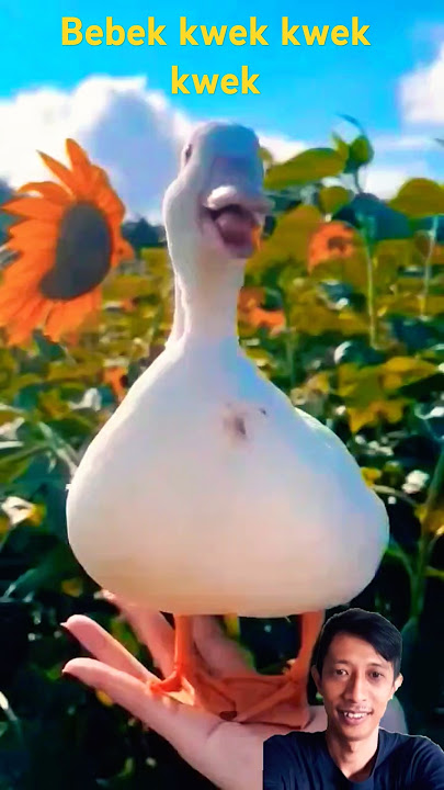 Download lagu Suara bebek Kwek Kwek kwek #bebekmakan #duck #funny