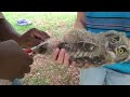 We ringed a baby owl this past weekend! 🦉