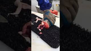 Fileting Salmon With Zulu
