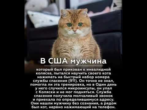 В США мужчина... - YouTube