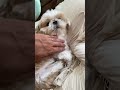 父さん帰宅 #dog #シーズー