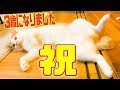 【祝】ニック3歳誕生日カウントダウン生放送!!