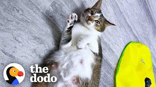 8 Rules To Fostering A Pregnant Cat The Dodo Foster Diaries