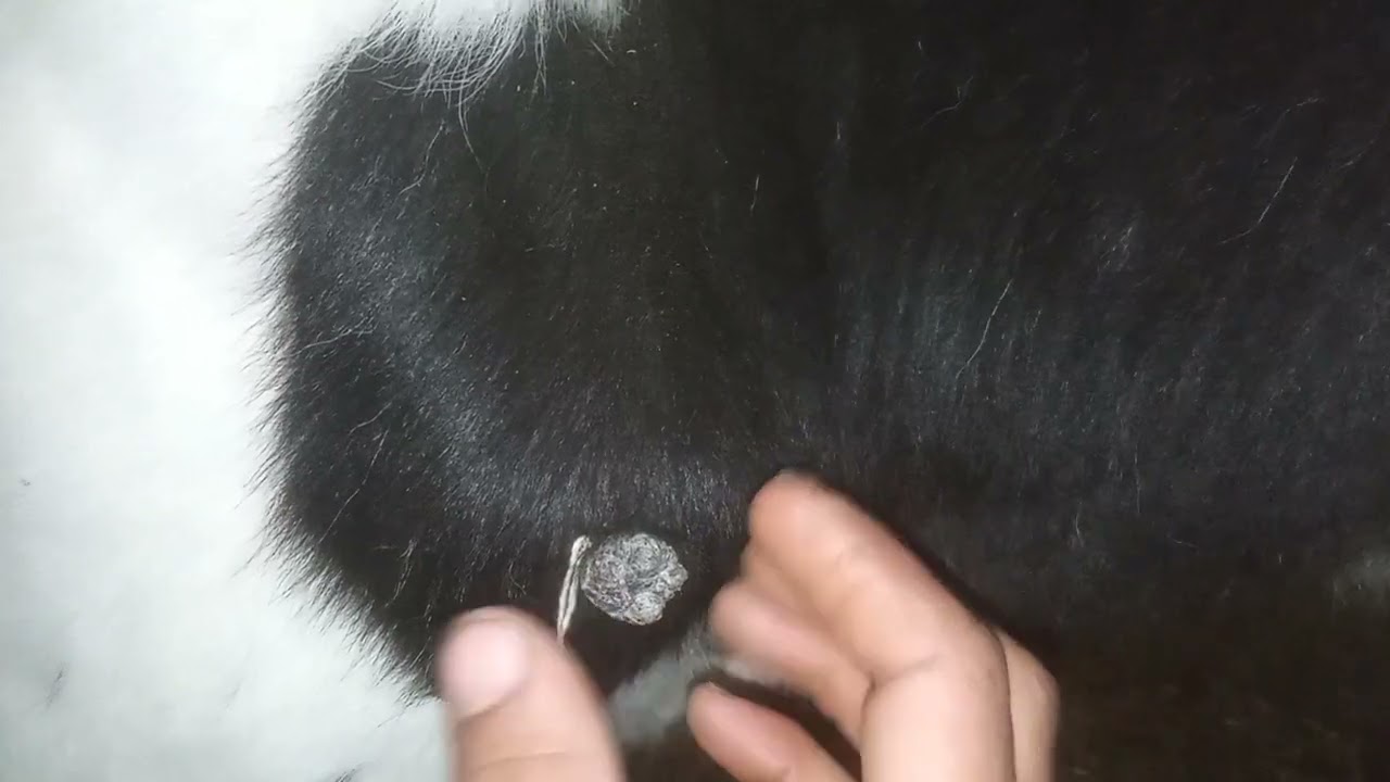 علاج السنط في المواشي بدون ادويه بطريقه بسيطه جدا في خمس ايام