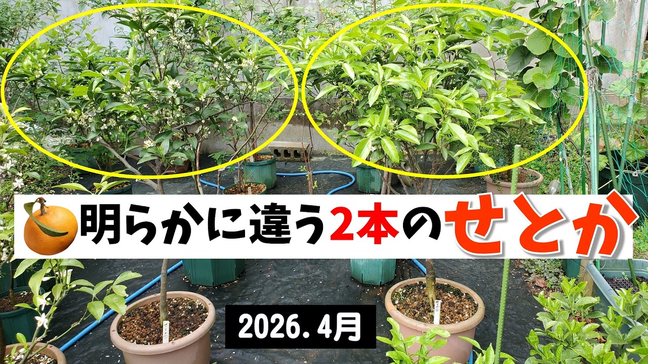 果樹栽培：「せとか」2本の木の様子が違う - YouTube