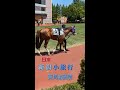 20240513-0520日本新潟小旅行,  新潟賽馬場初體驗. 賽馬券購買教學.