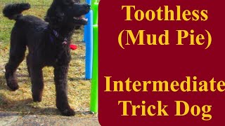 Intermediate Trick Dog  Toothless
