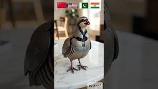Which National Bird Robot Wins? #ai #howto #mrbeast #cutebabies #viral #trending #trollface