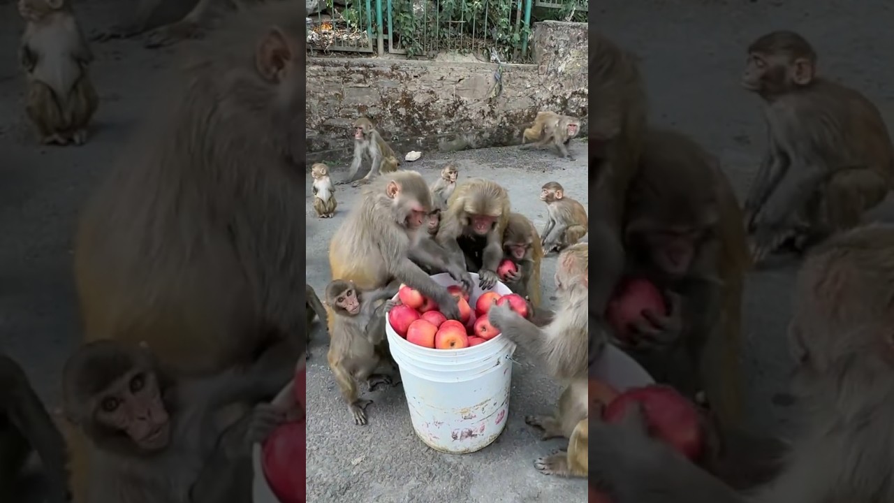 Let's having fun with wild monkey 🐒 