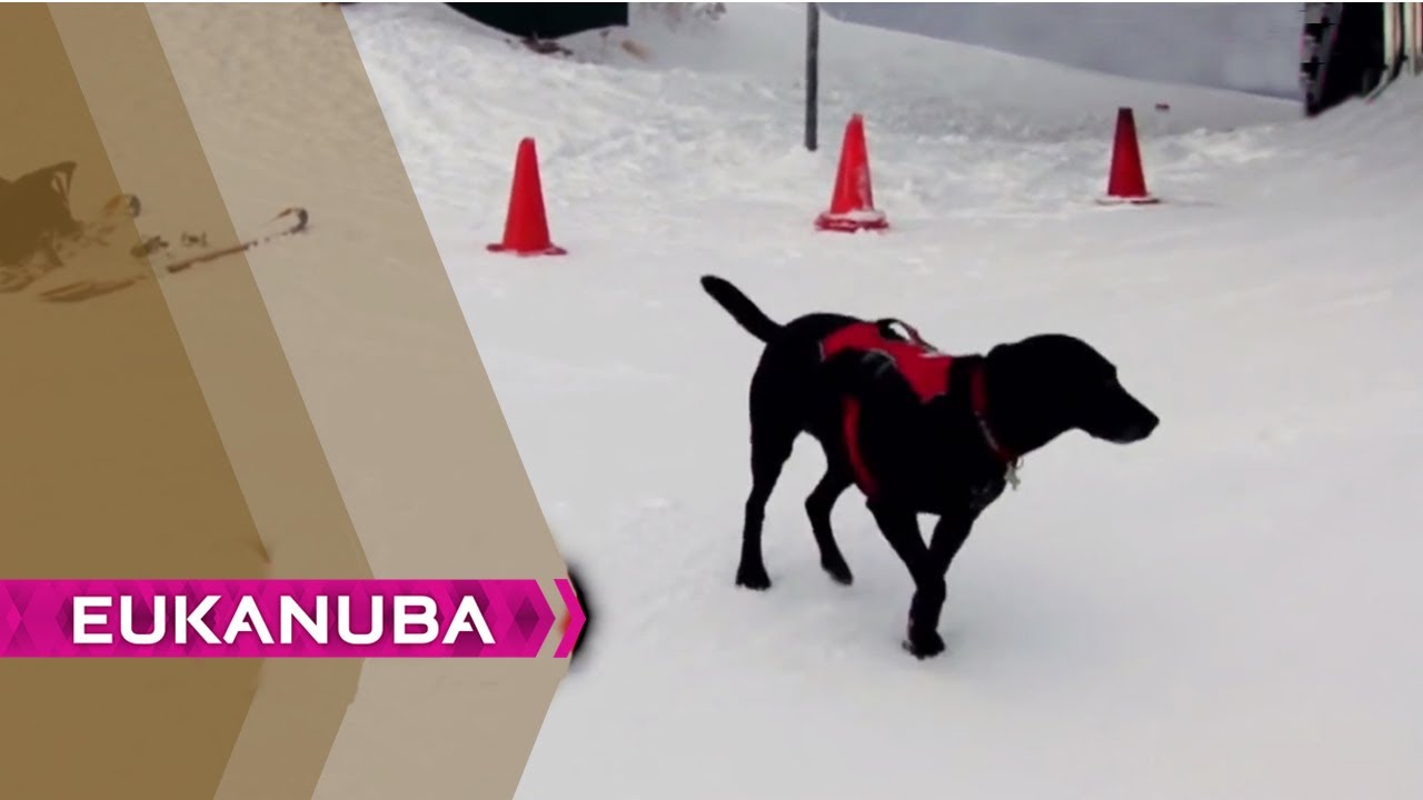 Kaya | Welche Aufgabe hat dieser Hund? | Die Antwort