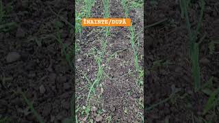 Before and After plant in the garden #shortvideo #garden #gradinarit #viralvideo