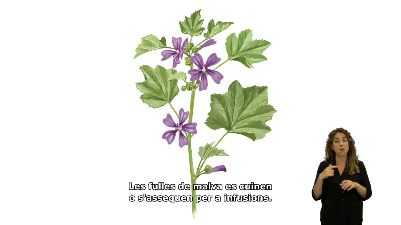 Faristol 3 – Passeig Poble Sahrauí (Hortes de Santa Eugènia). Català.