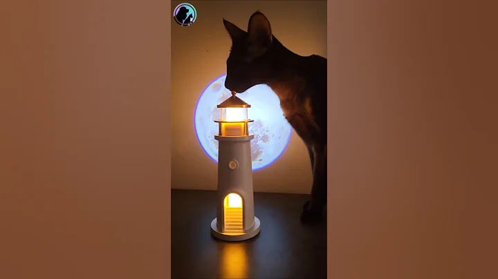 Video 11905361: oriental cats, giant cat, tiny cat